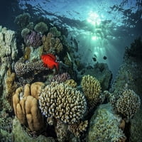 Коралов риф под осветена светлина в Червено море, Египет. Печат на плакат от Брук Питърсън Стоктрек изображения
