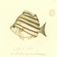 Microcanthus strigatus, осъден рибен плакат печат от Музей на естествената история на Мери Еванс