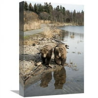 в. Grizzly Bear Mother & Yearling Walking по река, Национален парк Катмай, Alaska Art Print - Matthias Breiter