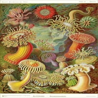 Ernst Haeckel - Artforms of Nature - Actiniae - Seeanemonen Mini Poster 11 17