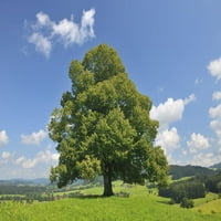 Lime Tree през лятото, Bavaria, Германия Poster Print от Raimund Linke